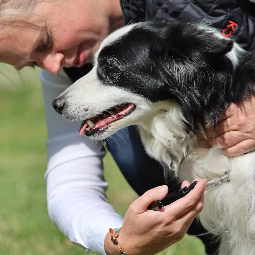 Animal Neuro-myofascial Release Technique Certification Course