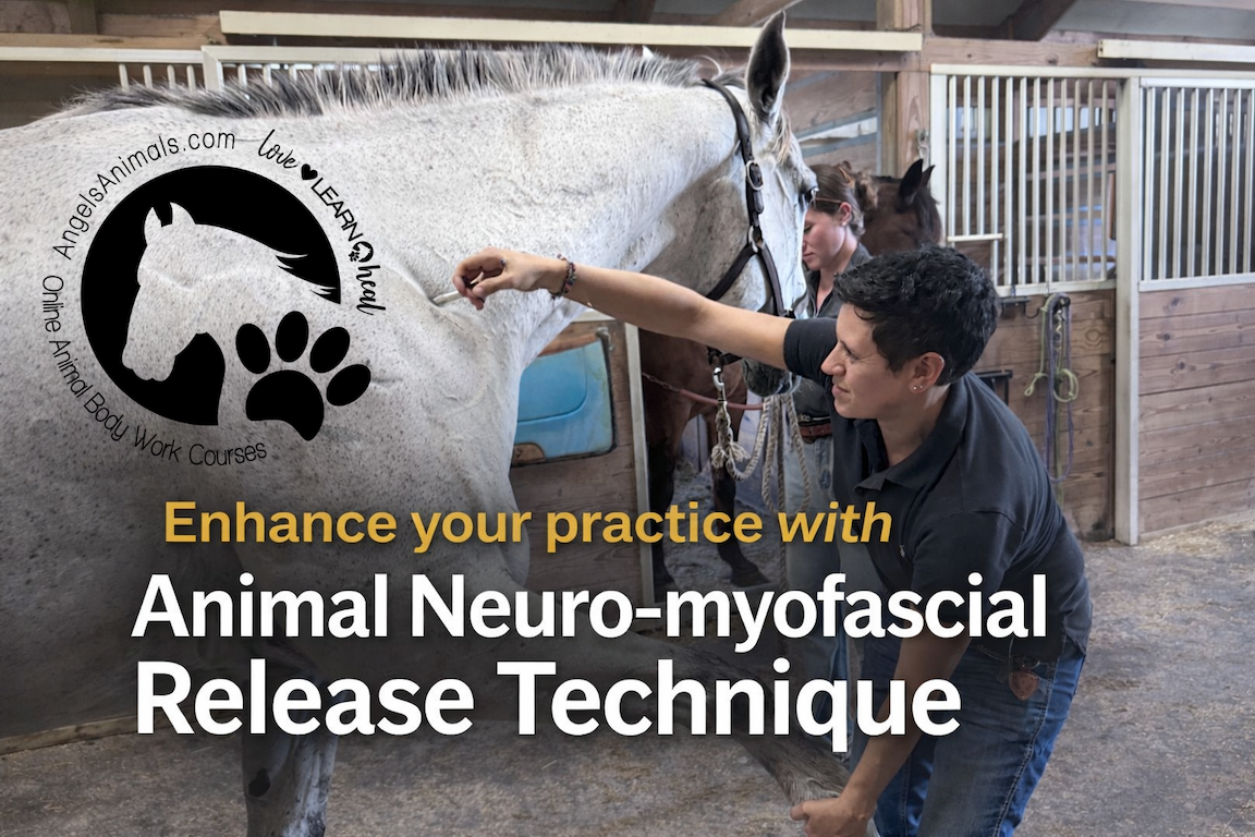 ANMR Release Tool for Animal Neuro-Myofascial Release Technique