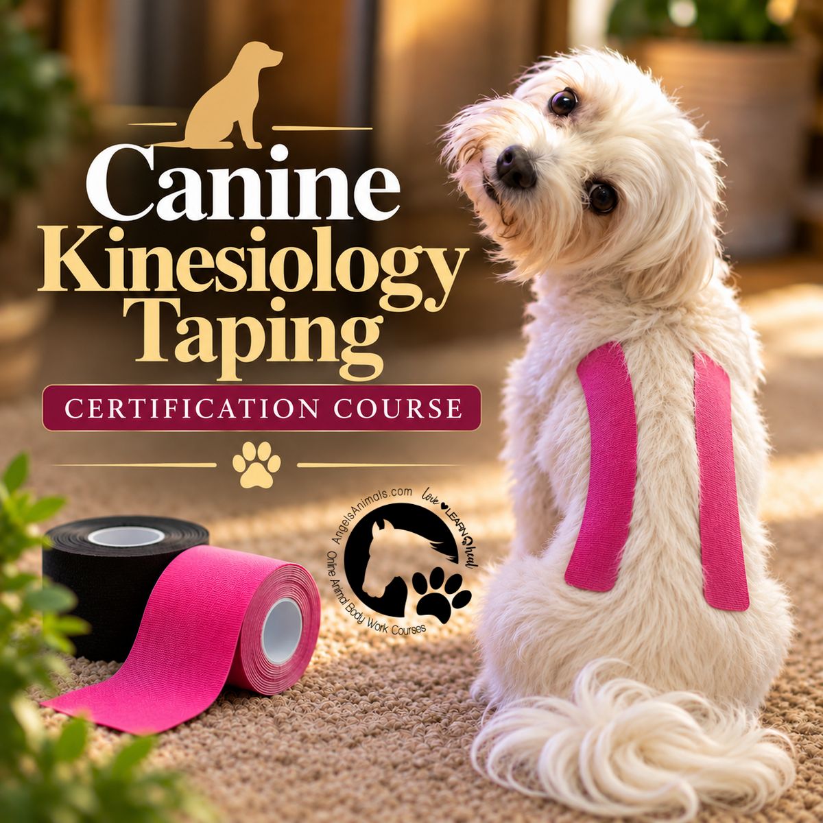 Canine Kinesiology Taping Certification Course
