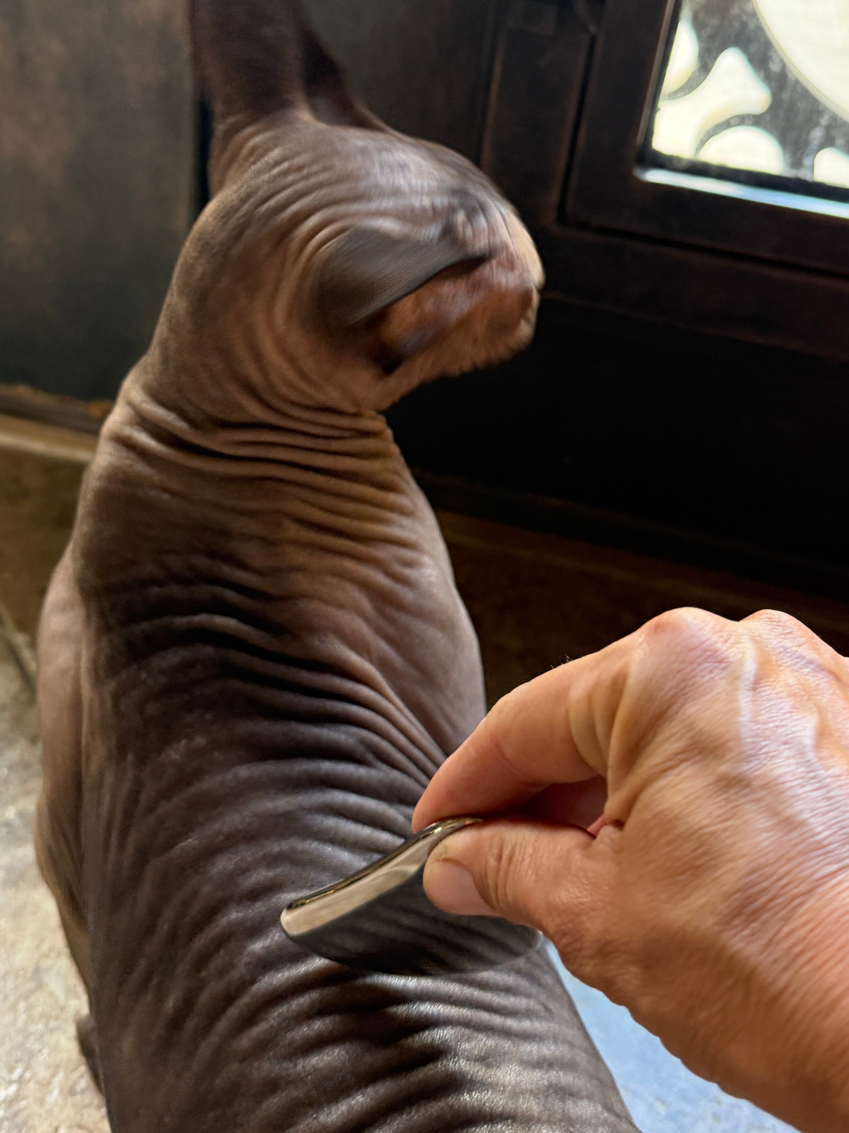 Gua Sha Massage for Animals