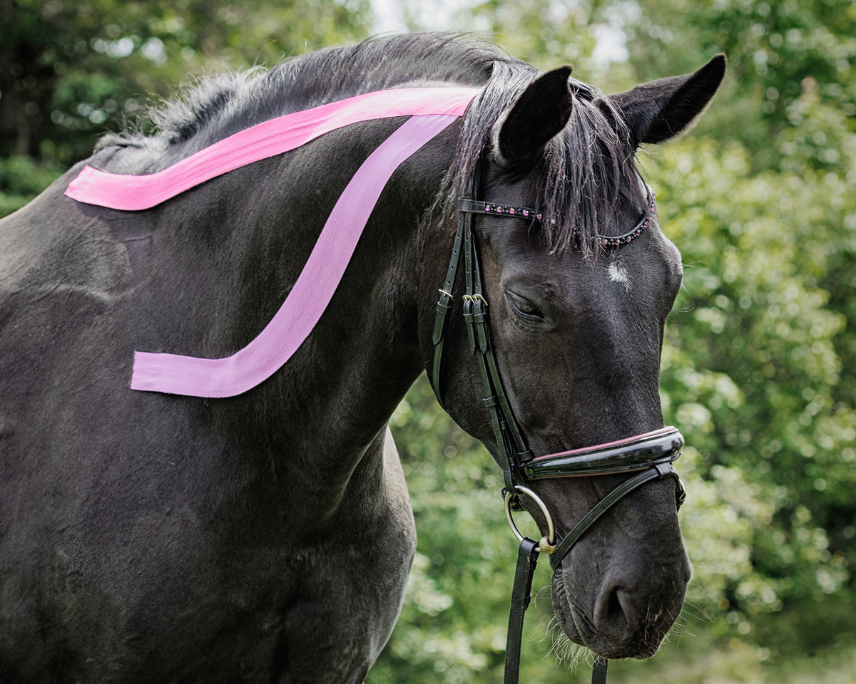 Equine Kinesiology Taping Certification Course