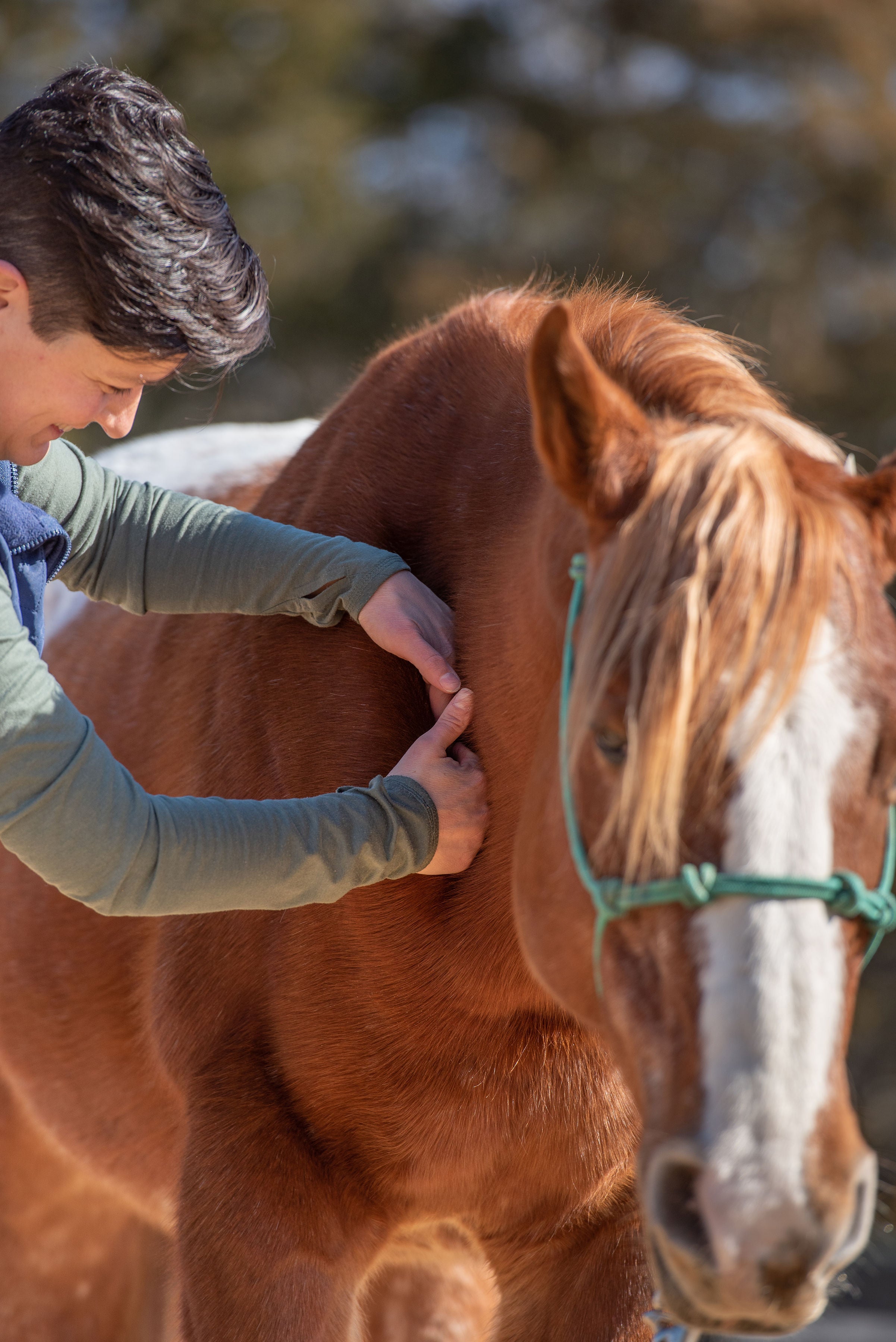 Equine Massage Certification Course