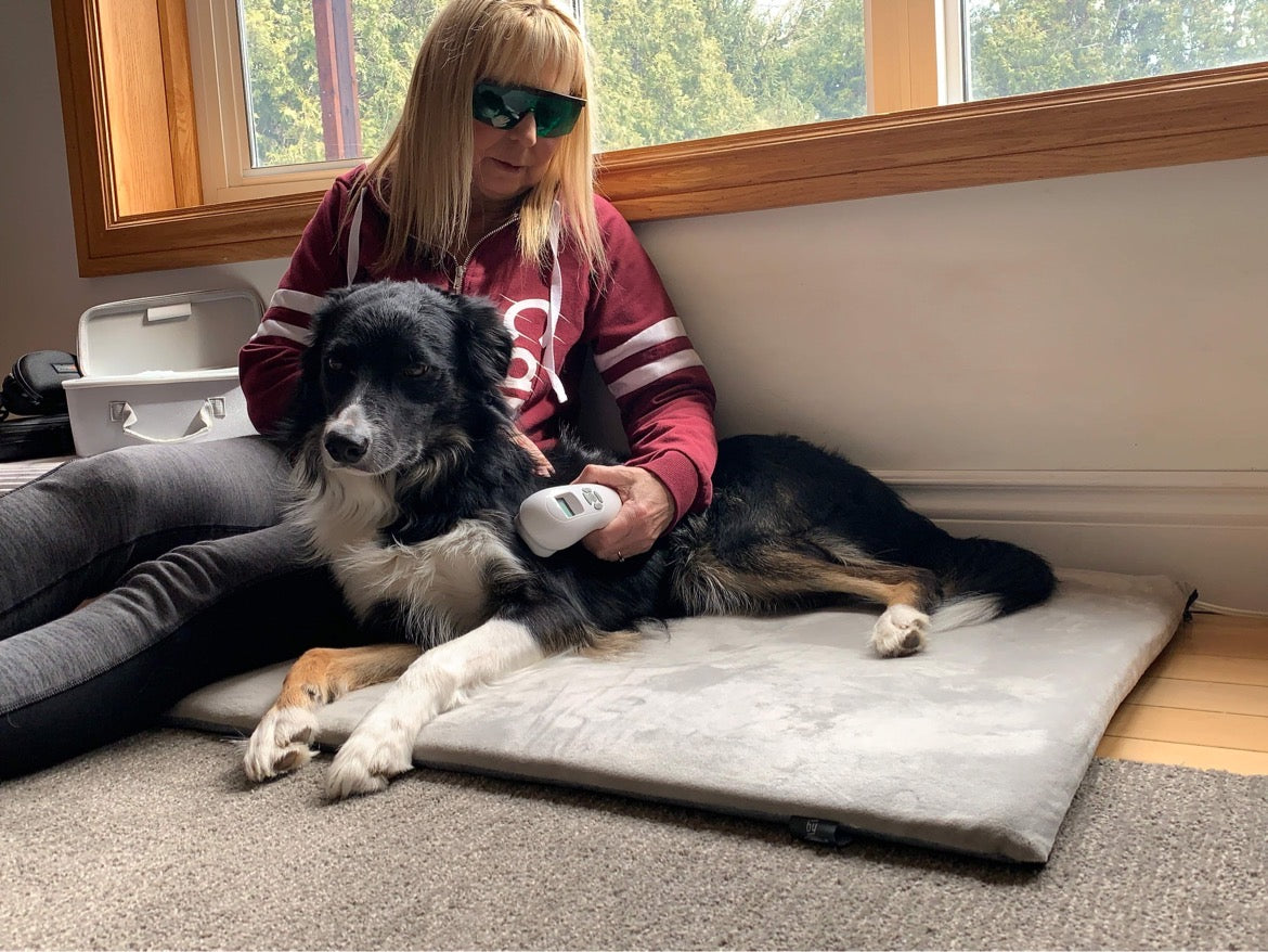 Applying Cold Laser to dog