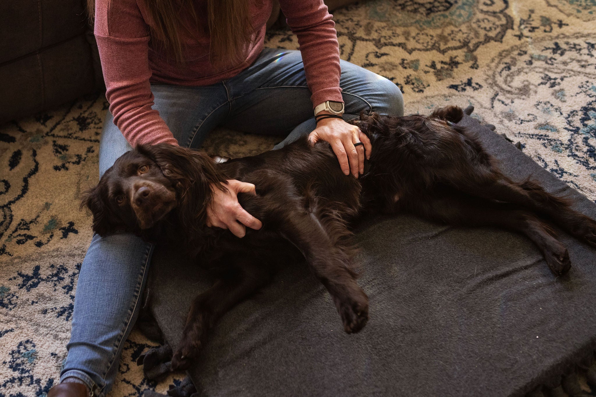 Professional Animal Bodywork Certification Program