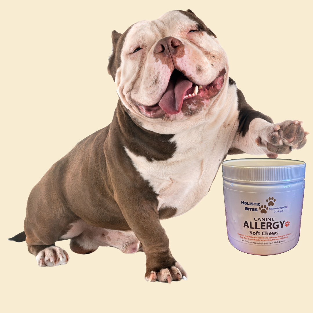 Happy dog next to a container of Holistic Bites Canine Allergy soft chews on a beige background