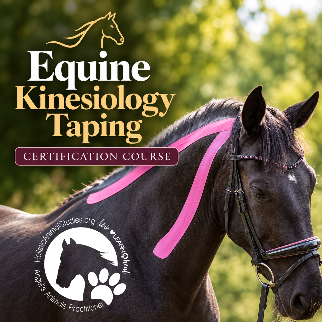 Equine Kinesiology Taping Certification Course