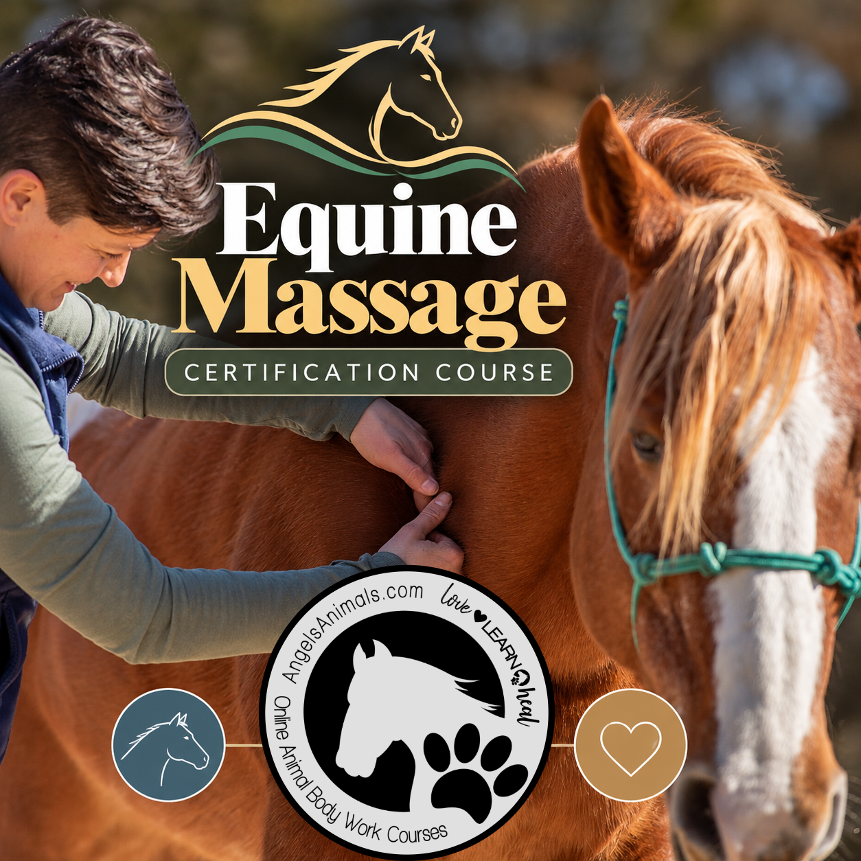 Equine Massage Certification Course