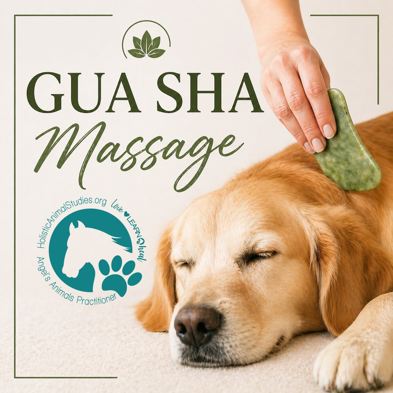 Gua Sha Massage for Animals