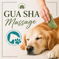 Gua Sha Massage for Animals
