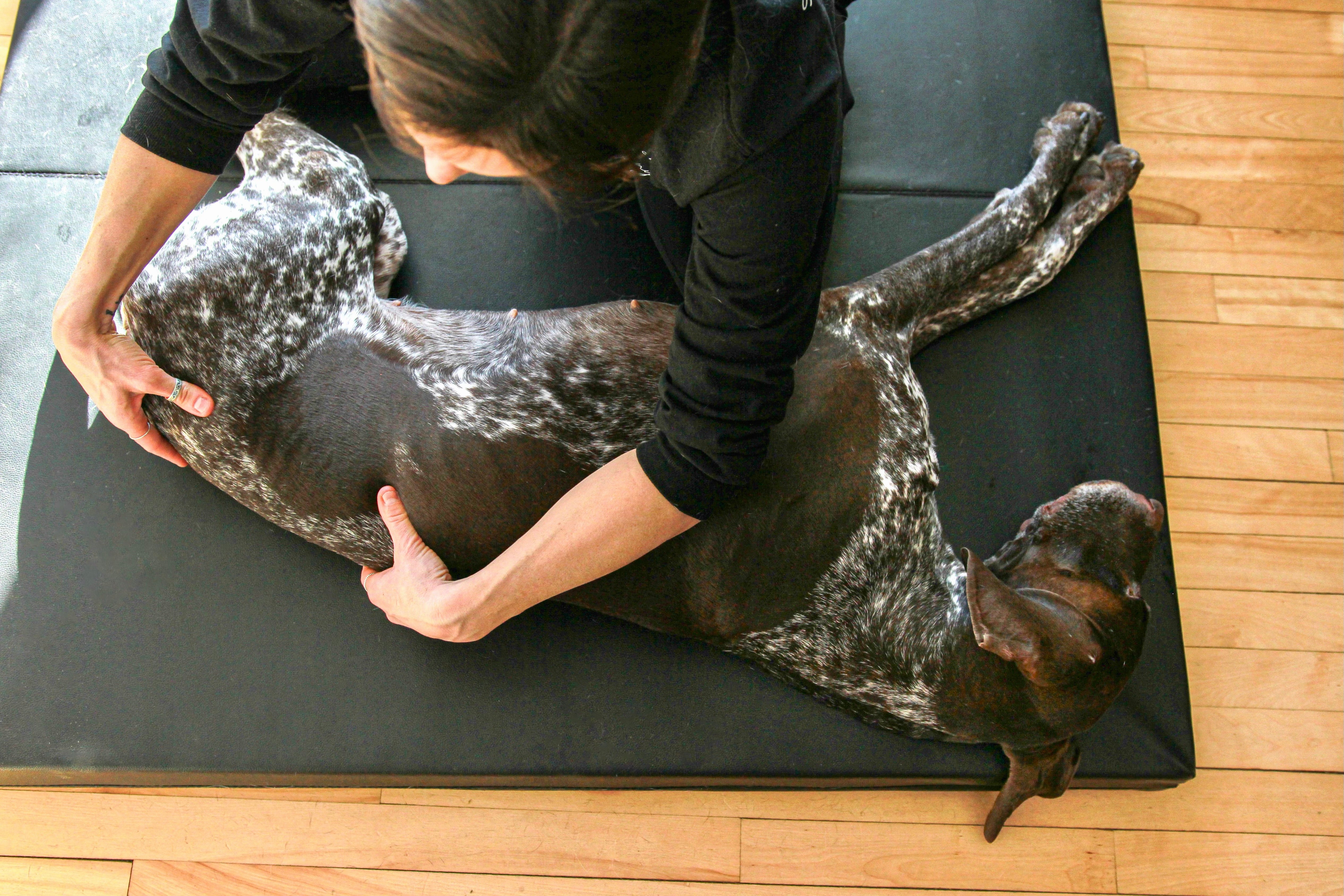 Holistic Canine Bodyworker Professional Program