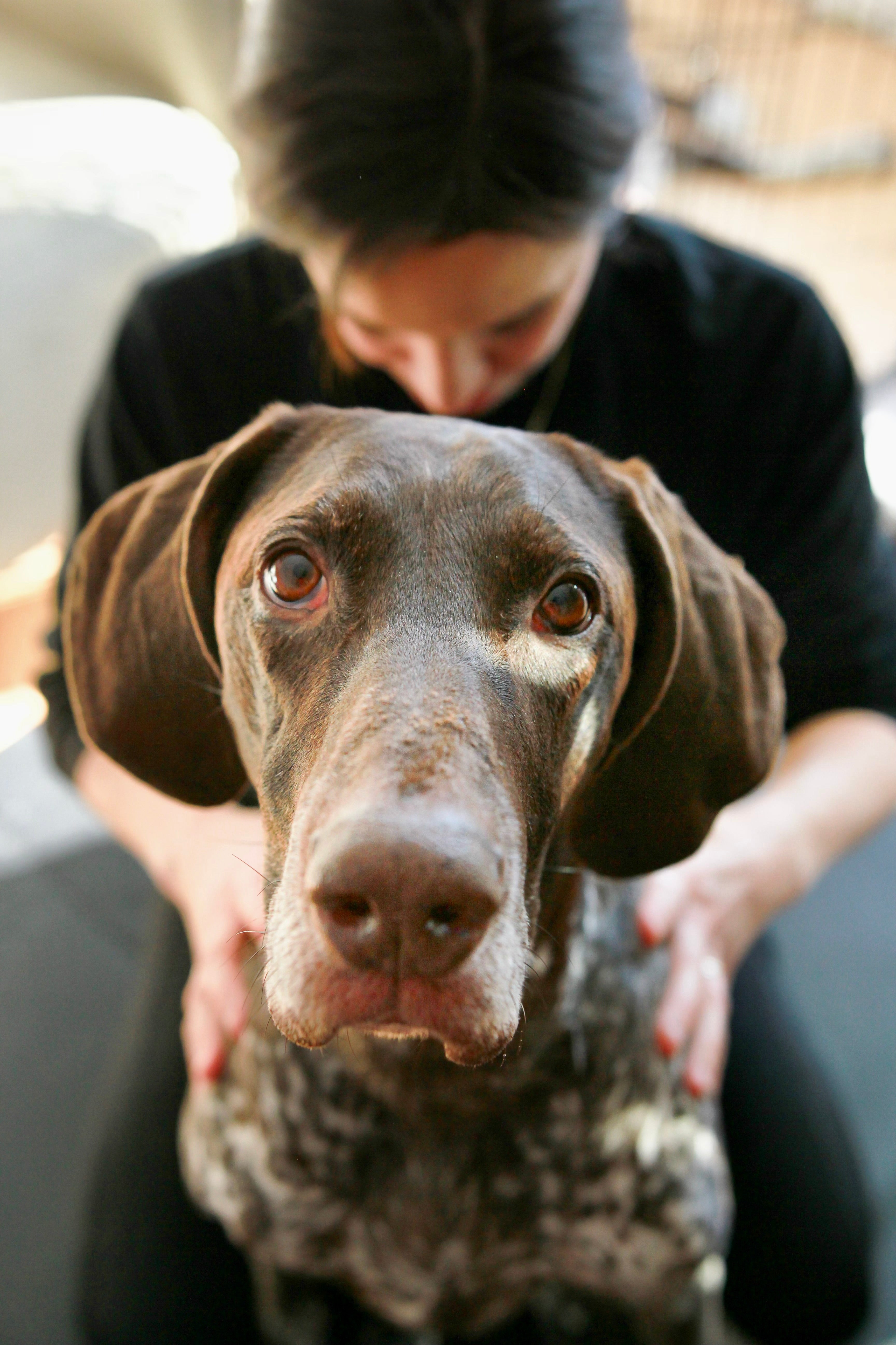 Holistic Canine Bodyworker Professional Program
