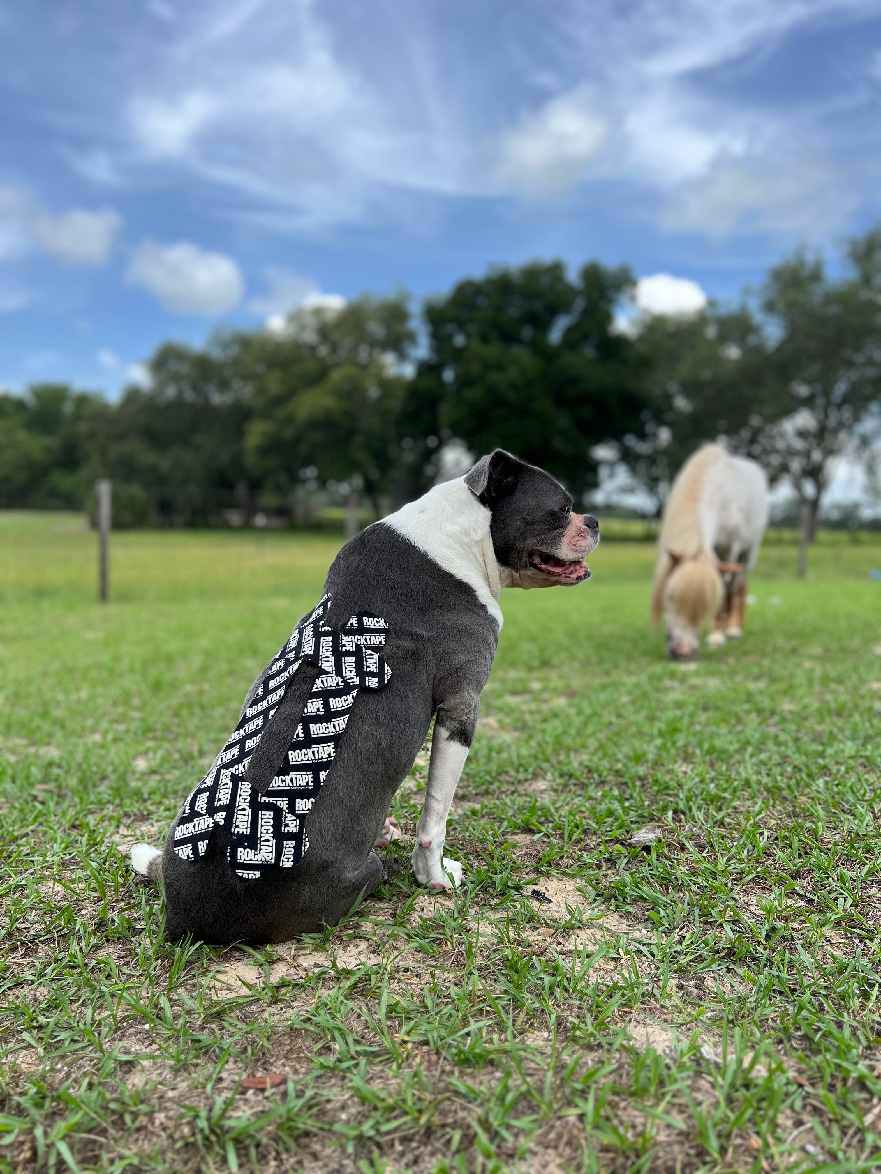 Canine Kinesiology Taping Certification Course