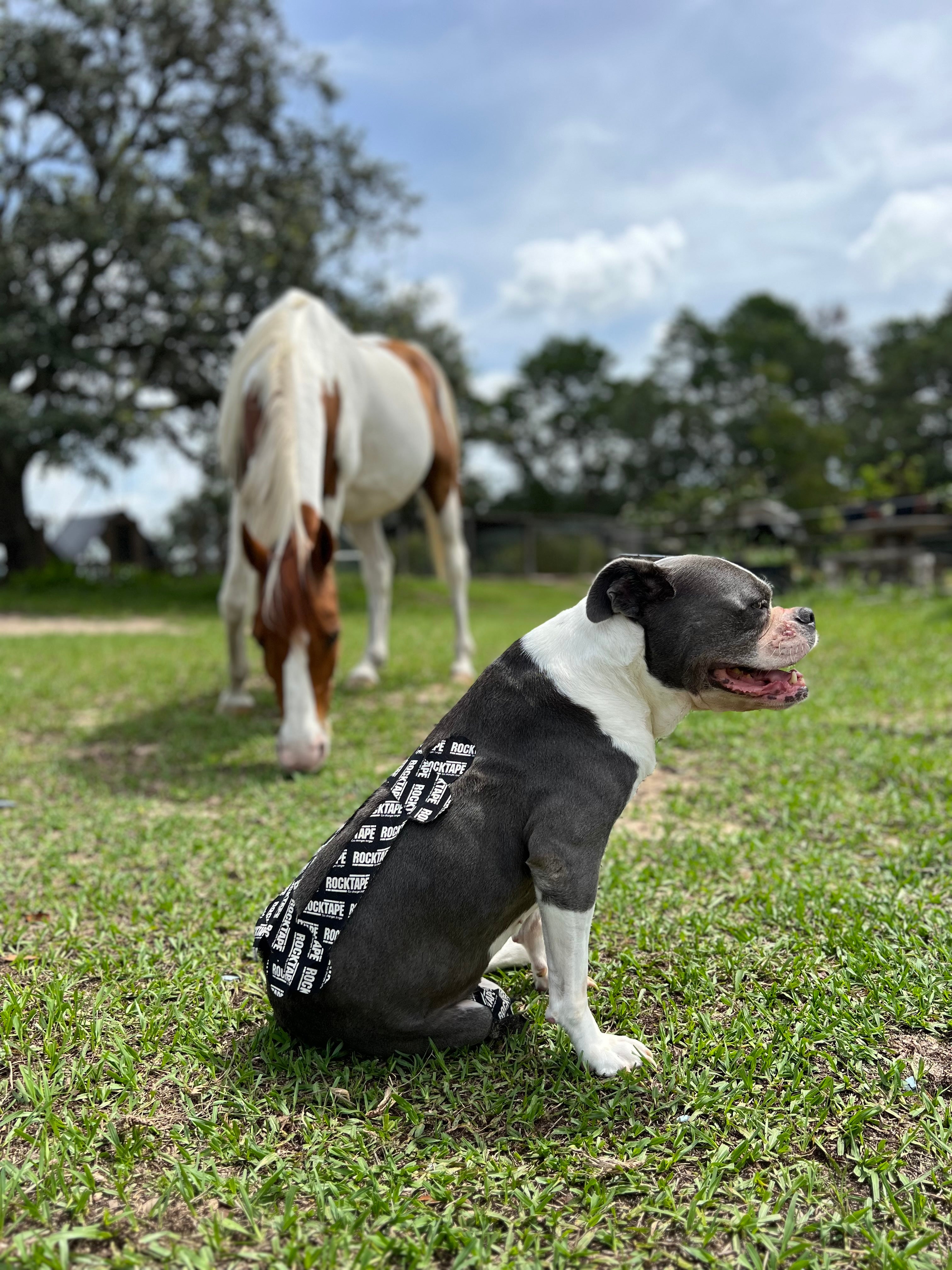 Professional Animal Bodywork Certification Program