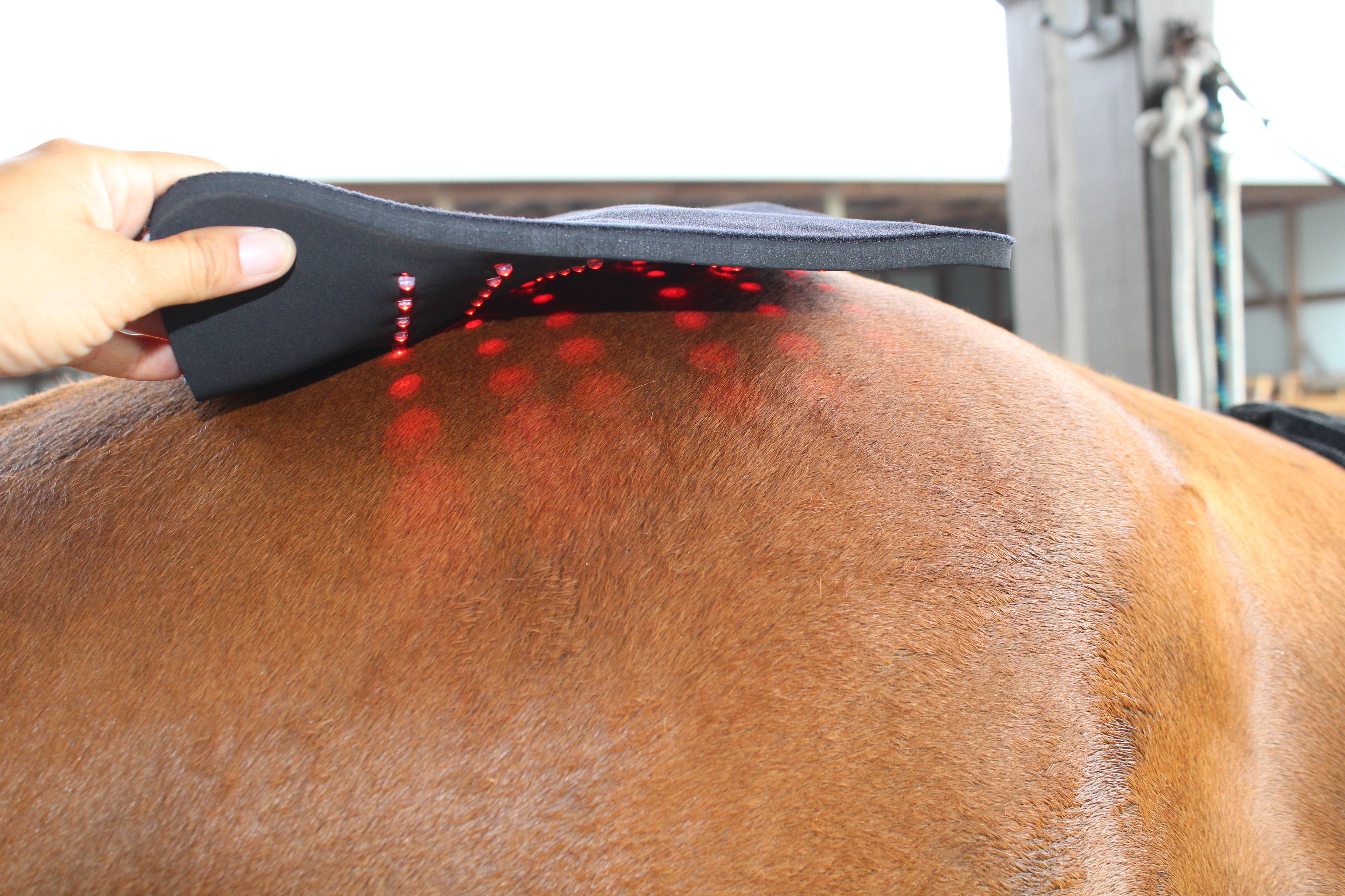 Animal Cold Laser Therapy Certification Course
