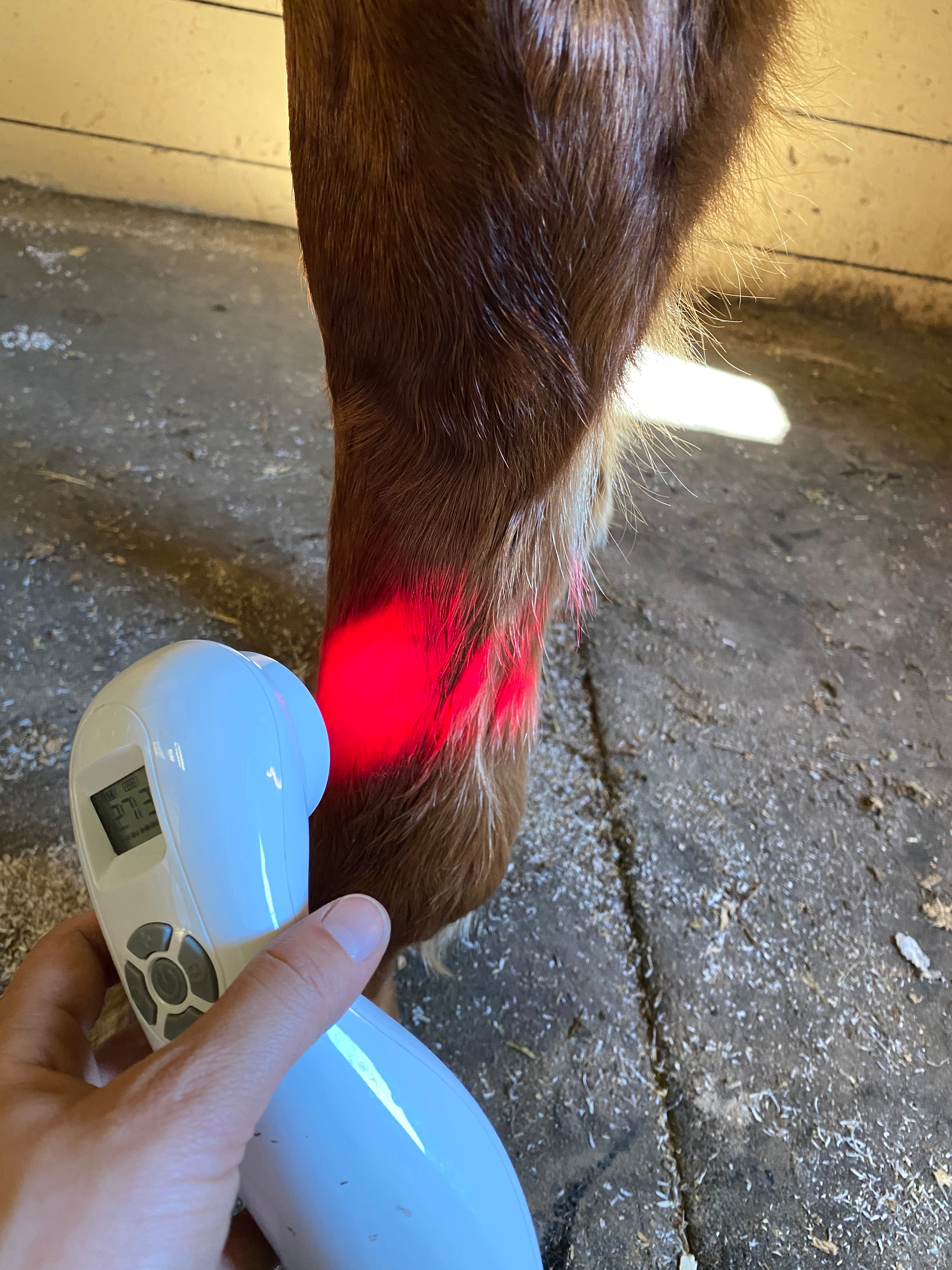 Using Class 3 laser on horse leg