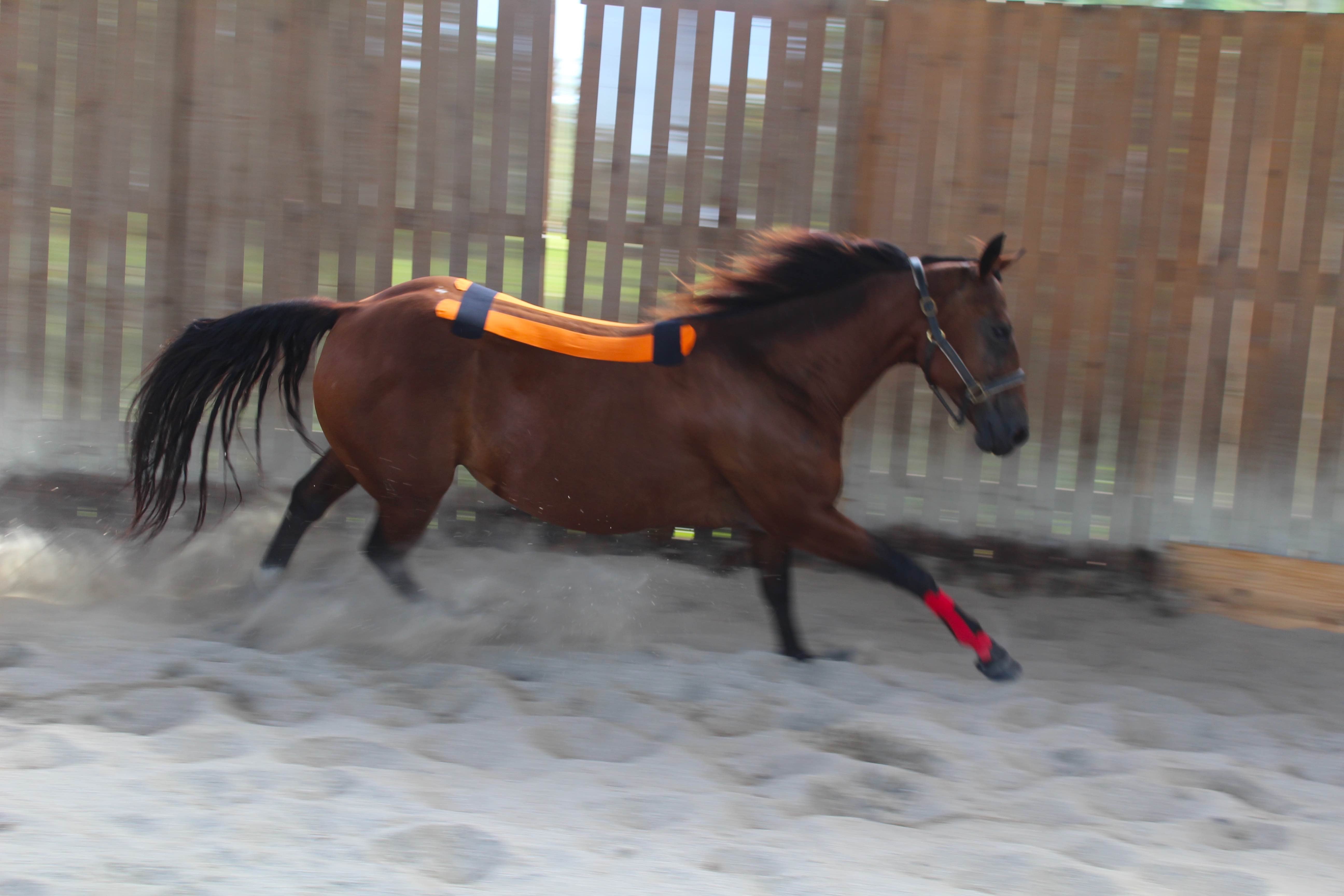 Equine Kinesiology Taping Certification Course