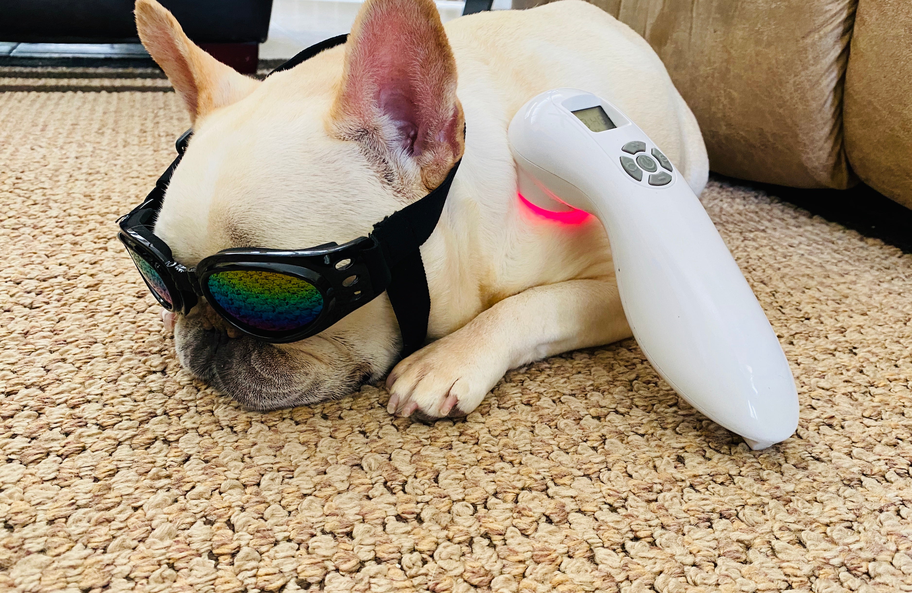 Animal Cold Laser Therapy Certification Course