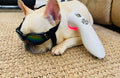 Animal Cold Laser Therapy Certification Course