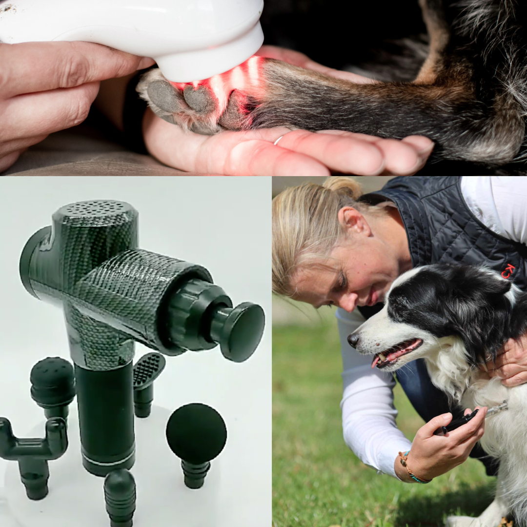 Become a Professional Animal Bodyworker