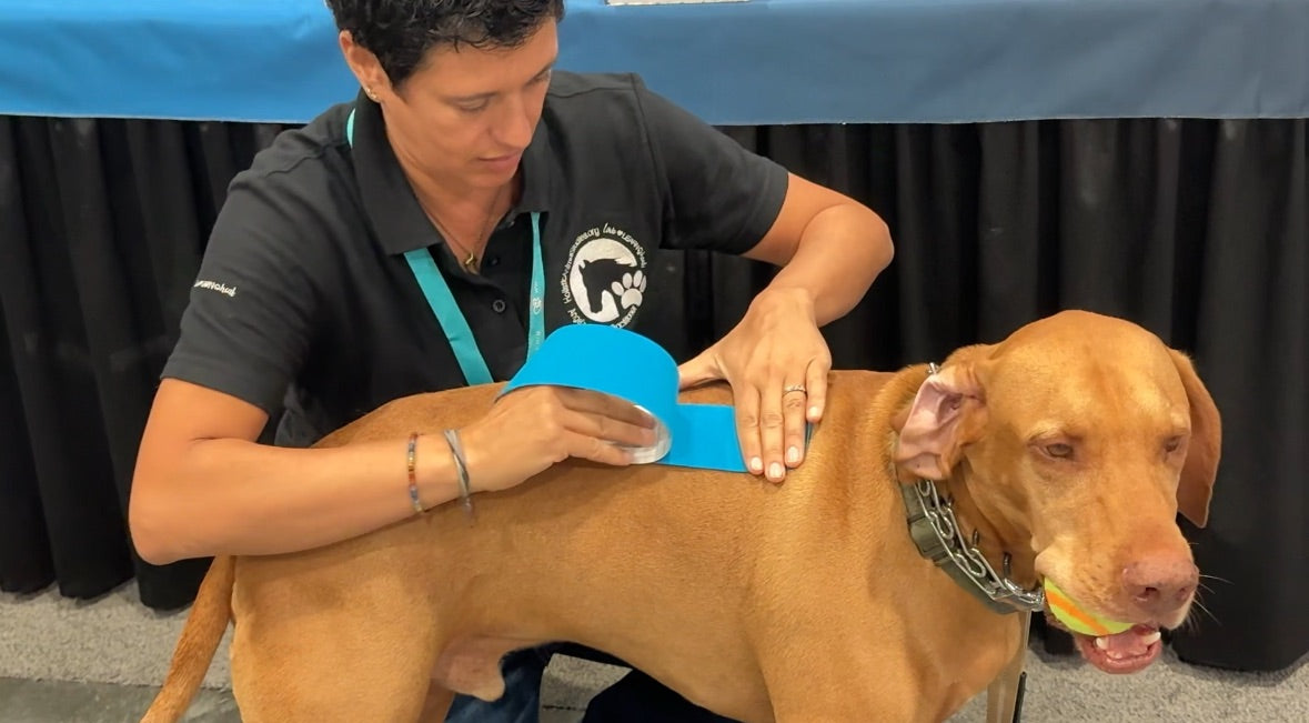 Canine Kinesiology Taping Certification Course