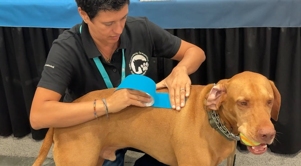 Canine Kinesiology Taping Certification Course