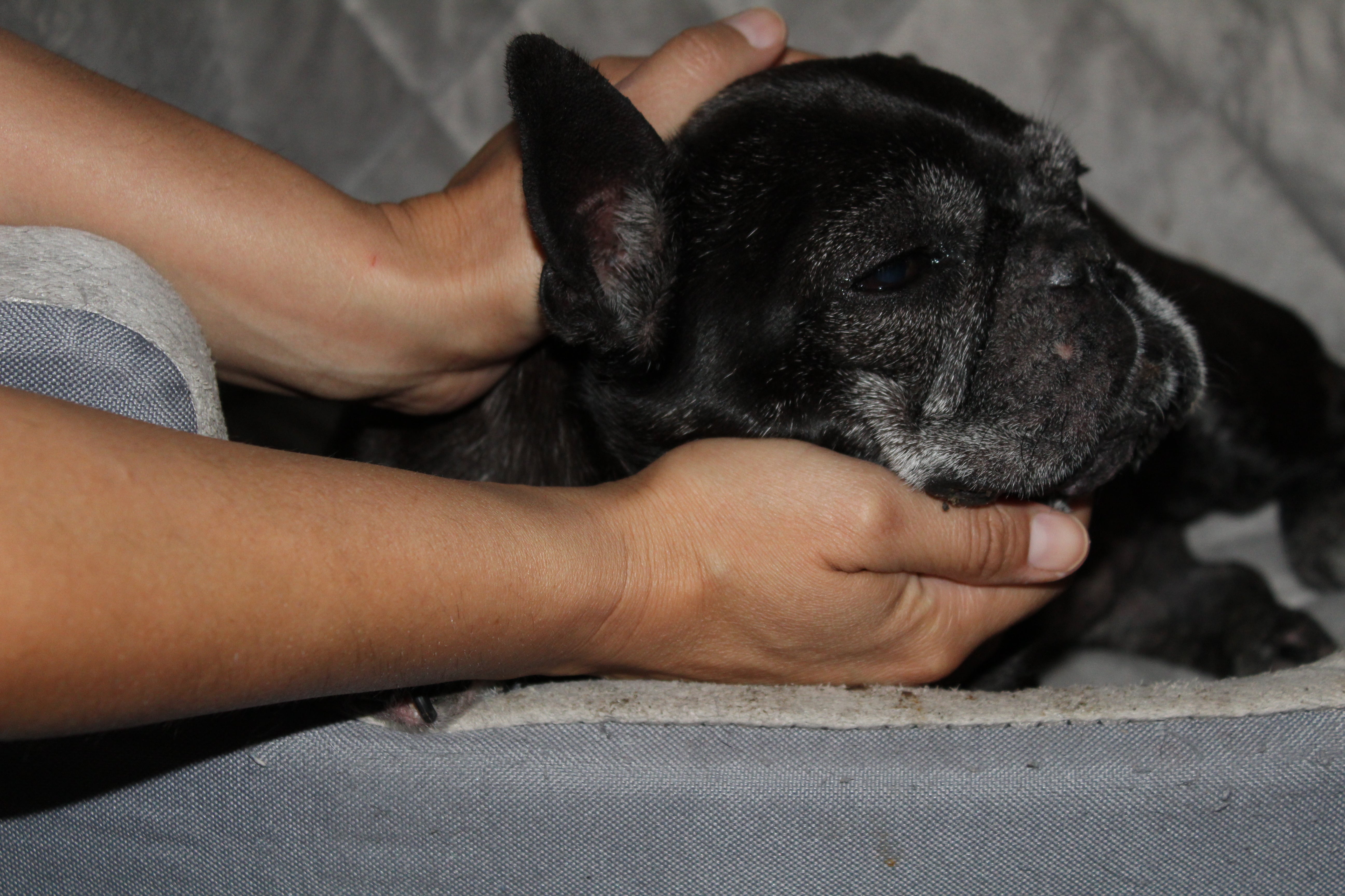 Canine Craniosacral Therapy Certification Course