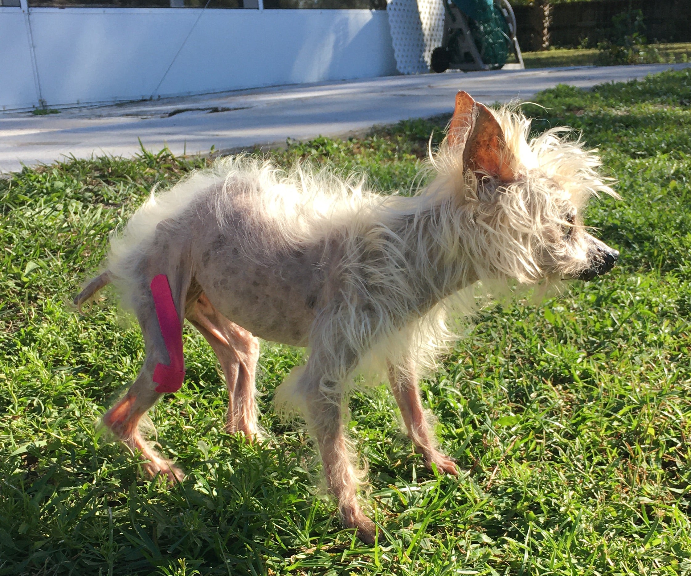 Canine Kinesiology Taping Certification Course