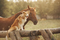 Get Started with your Animal Bodywork Career