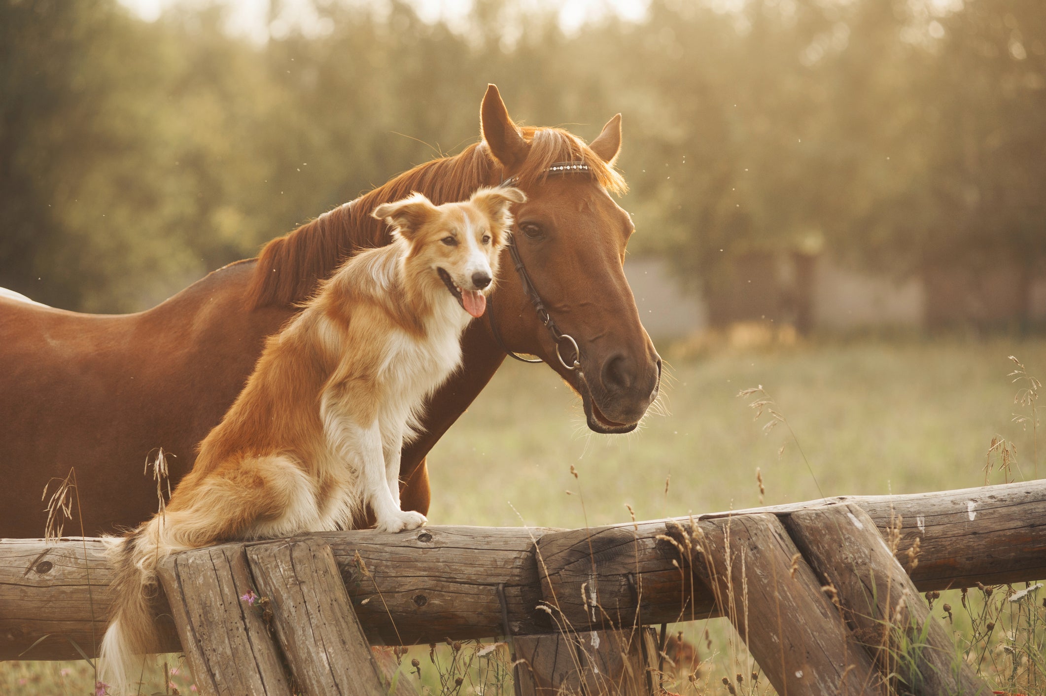 Get Started with your Animal Bodywork Career