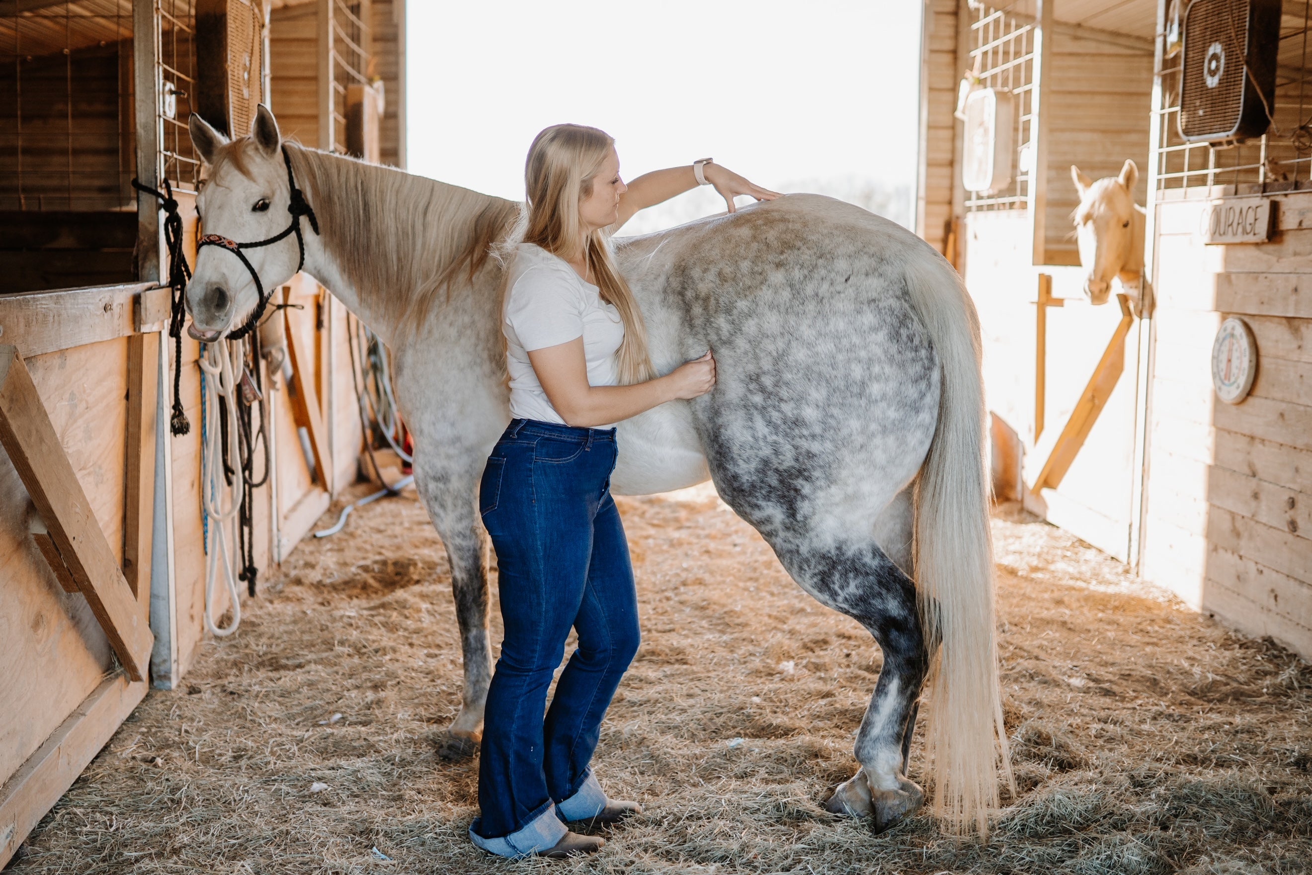 Equine Massage Certification Course