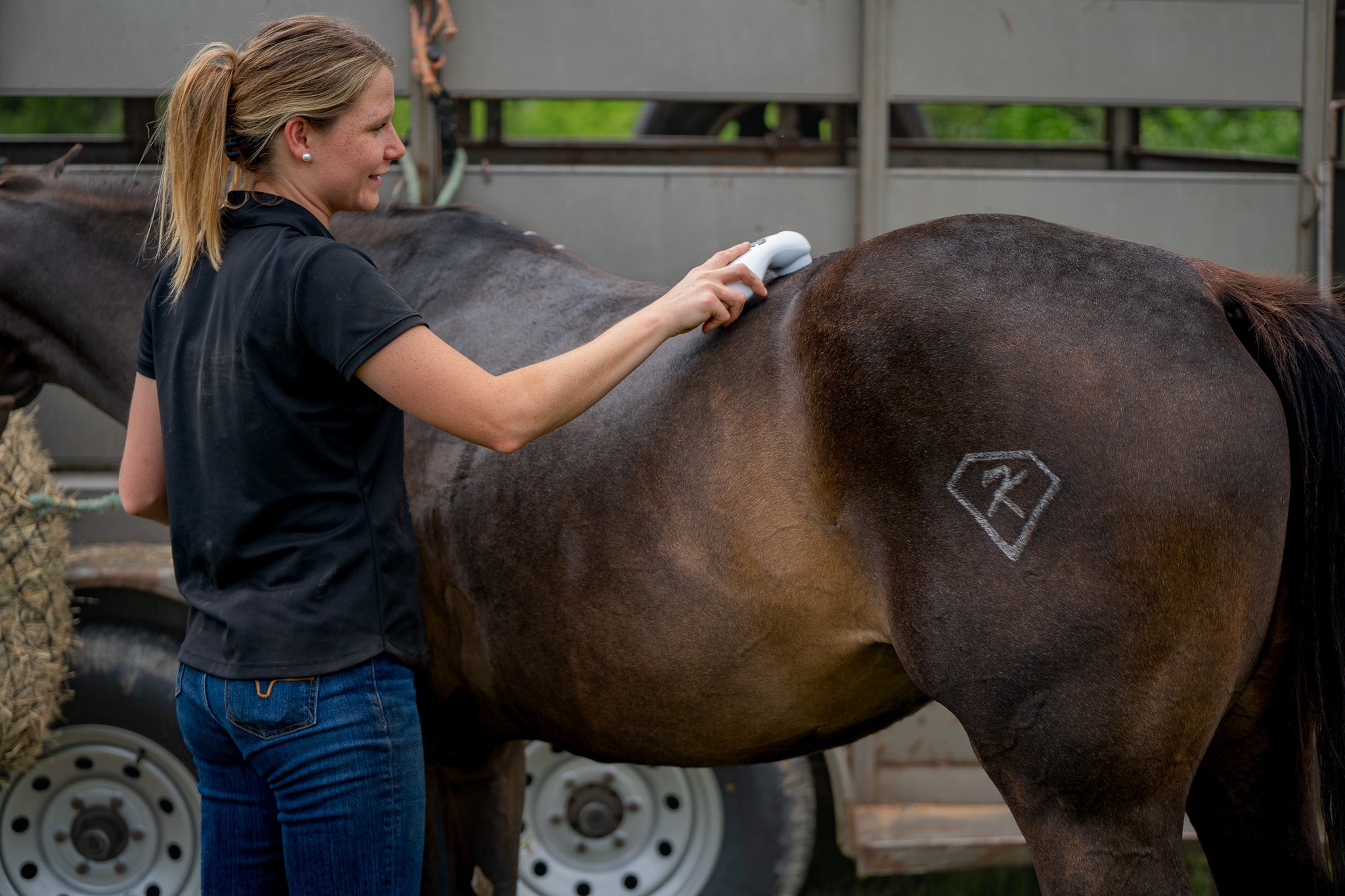 Animal Cold Laser Therapy Certification Course