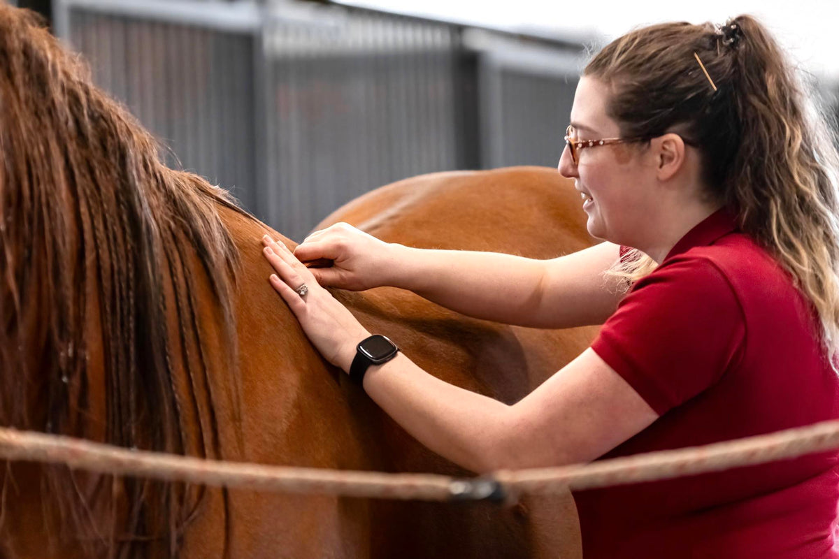 Holistic Equine Bodyworker Professional Program